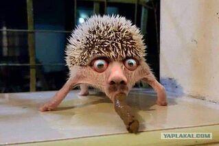 Владимир Путин прокомментирует вчерашние заявления Дональда Трампа, когда посчитает это необходимым