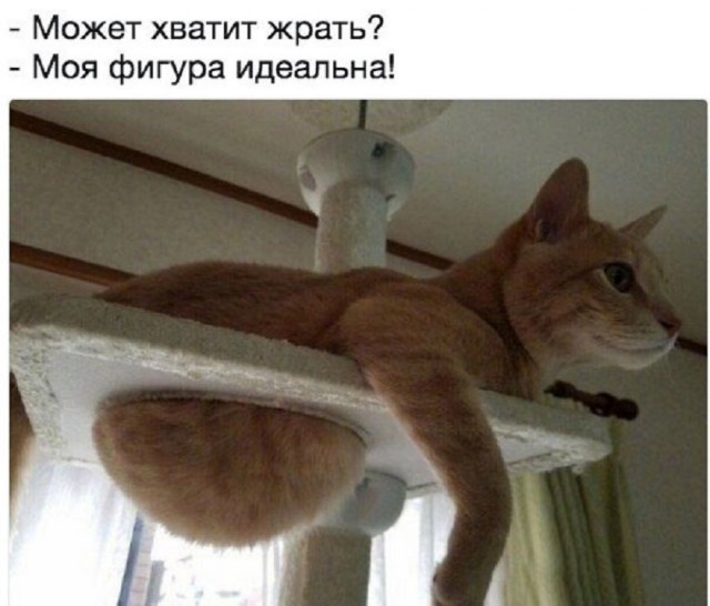 К котовторнику: подборка картинок-баянов с котиками и про котиков. Выпуск 17