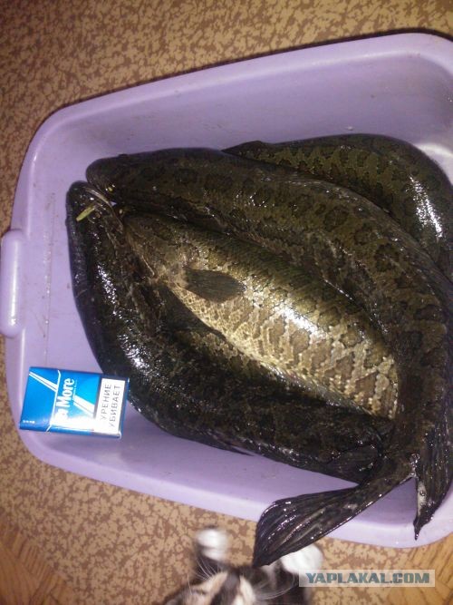 Брат поймал рыбку