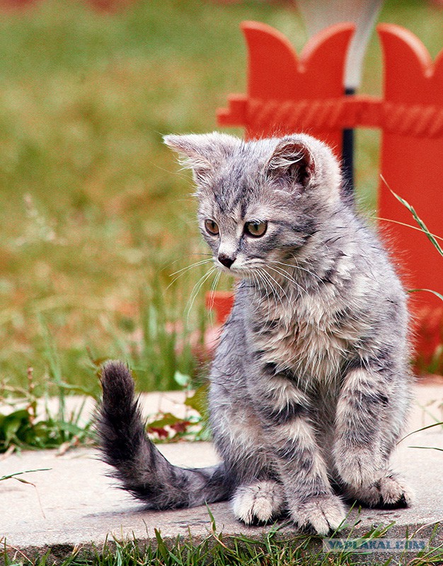 Котовторник  05.11.2013