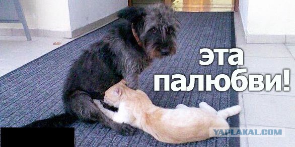 Демотиваторы.