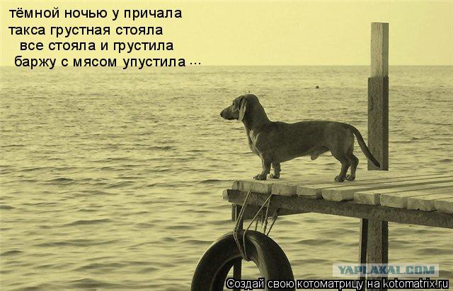 Откуда произошли таксы