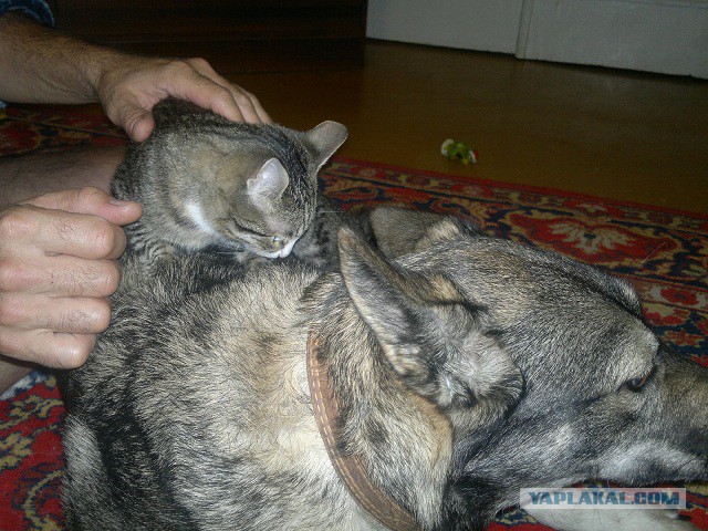 Котовторник 30.09.2014