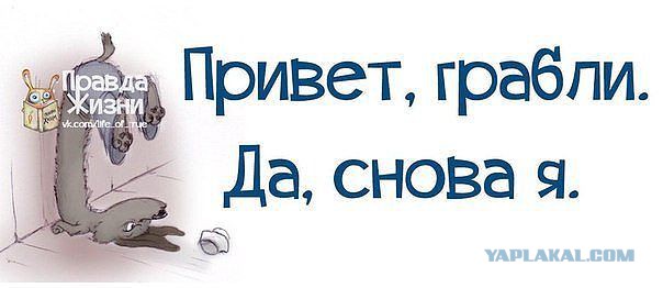 Весёлые картинки на субботу