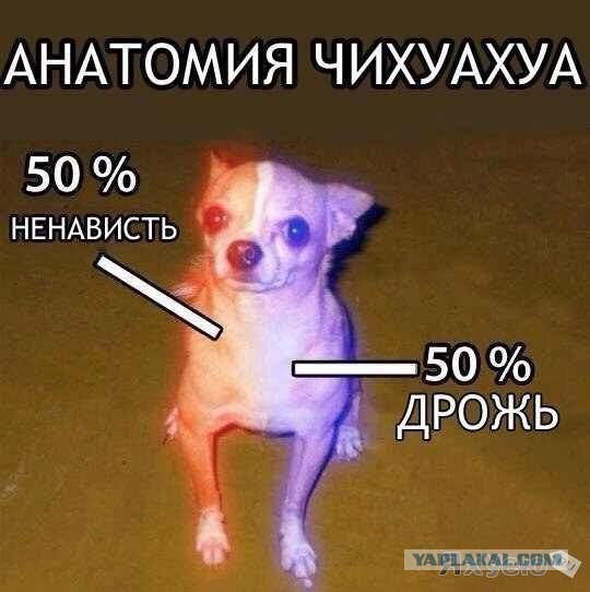 Покормил собаку косточкой.