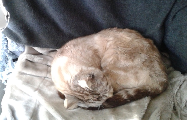 Котовторник