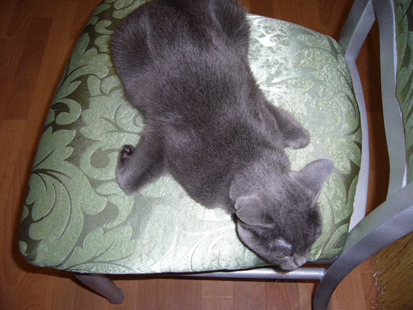 Котовторник