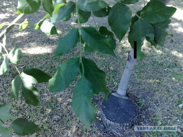 Триумф воли