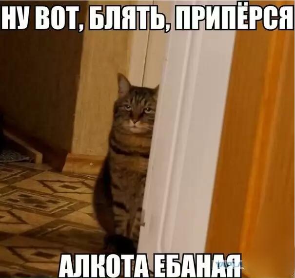Здравствуйте, я тут человек новый