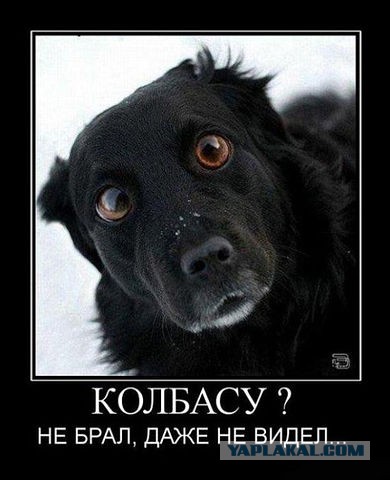Весёлые картинки