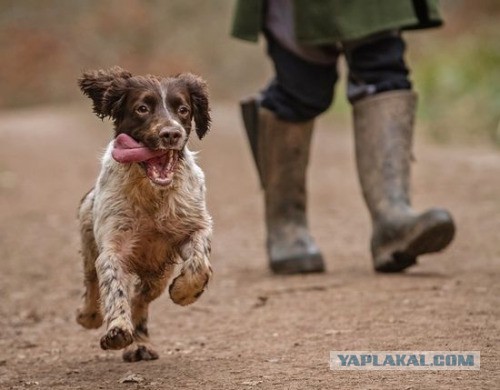 Собакочетверг