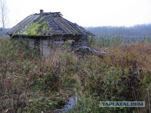 Веппский край, Южная тайга