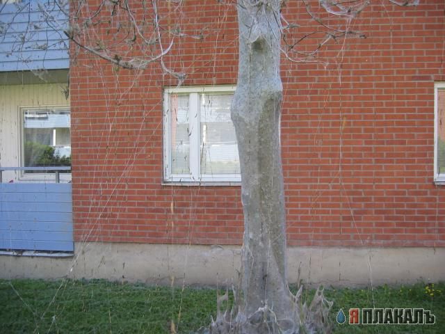 Гусеницы наступают