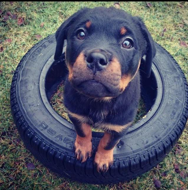 Скотинки - Животинки