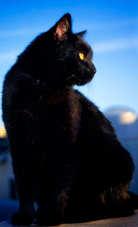 Коты Среды