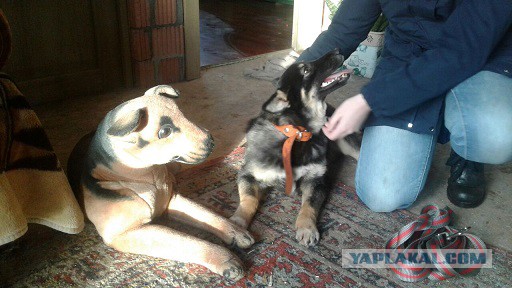 17 очаровательных собак в момент первой встречи со своими хозяевами