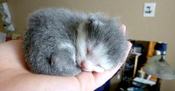 Коты и Кошки