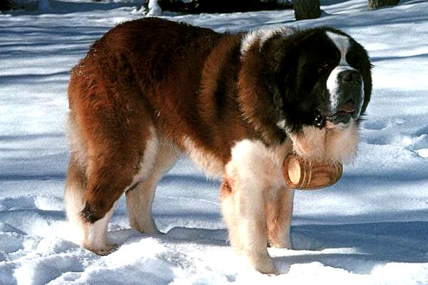 Когда ты уже много лет спасательная собака на горнолыжном курорте