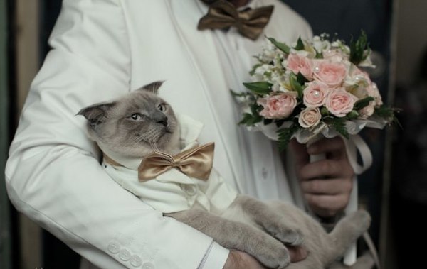 Коты и Кошки
