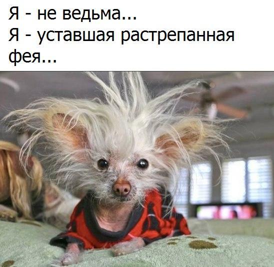 Подборка забавных животных