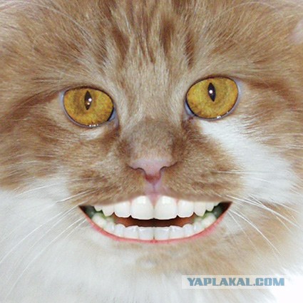 ЯП ошибся может быть :)