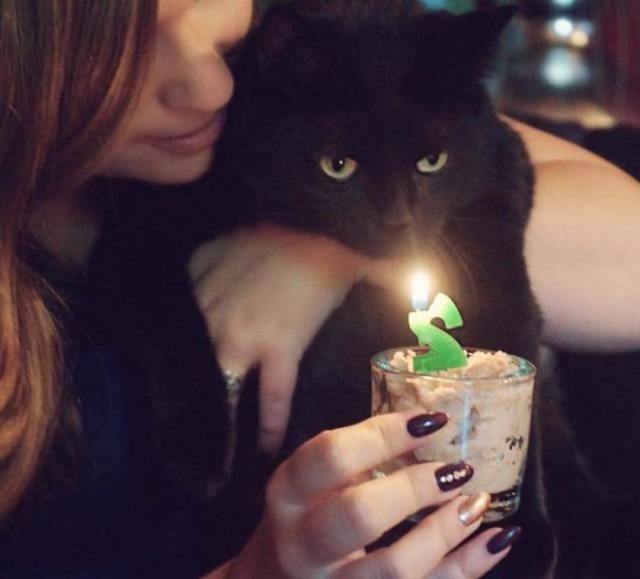 Коты и Кошки
