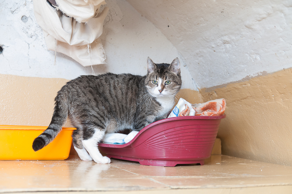 Коты и Кошки