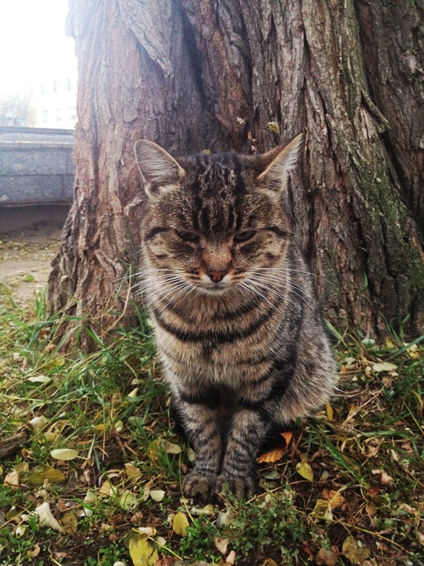 Невероятно грустный кот