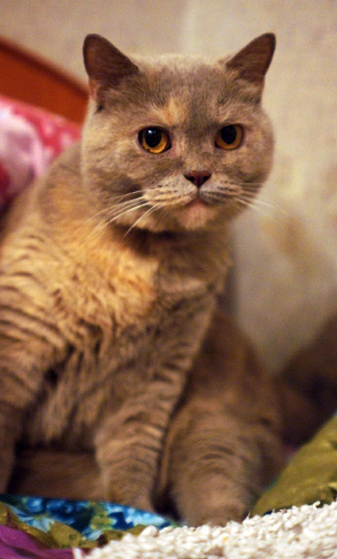 Вся красота беспородных кошек. Котовторнику посвящается.