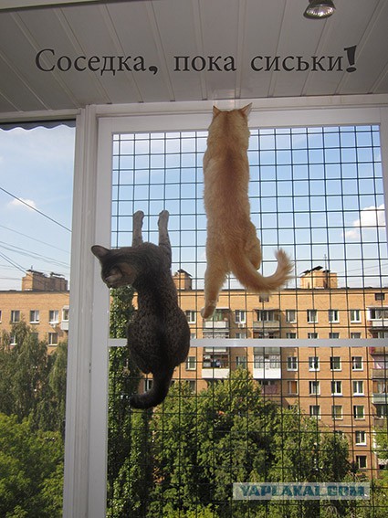 Коты и кошки знают толк в веселье! Подборка забавных фот и гифок