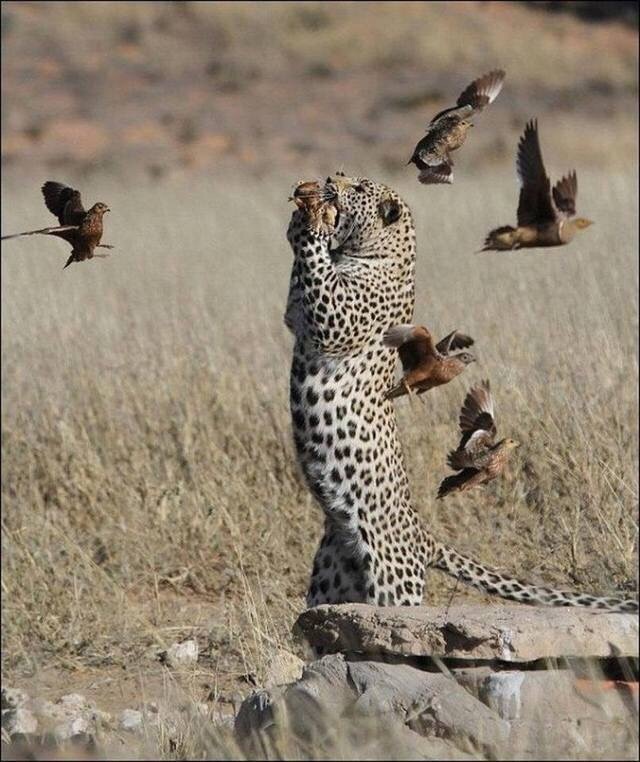 Живность из сети