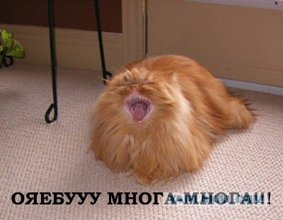 Кошак в шоке