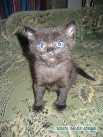 Котовторник на ЯПлакалъ