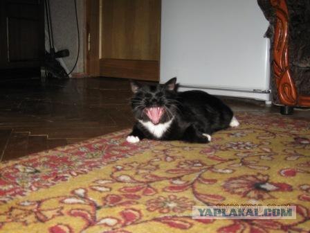 Выходные у кота
