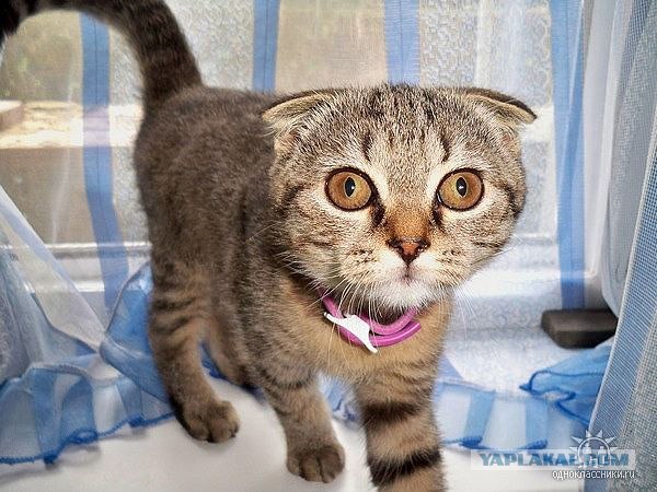 Котовторник