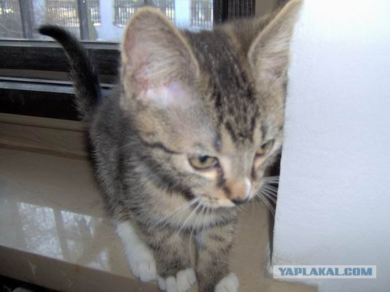 Сонный Котовторник