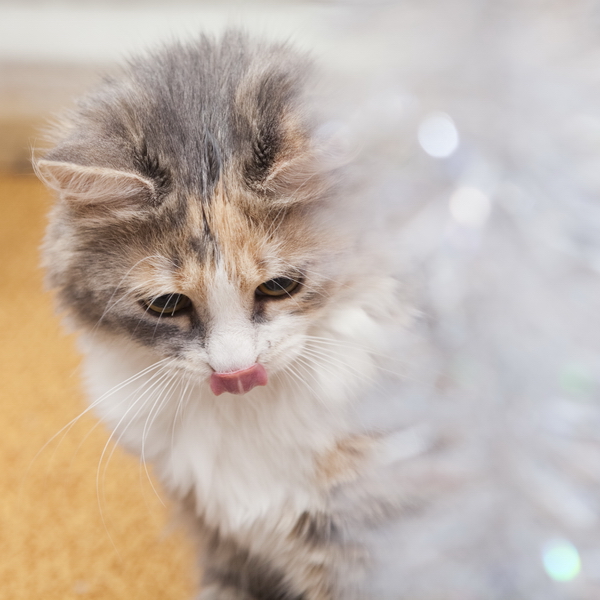 Котовторник (10.01.2012)