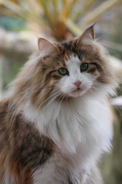 Прикольных котов пост