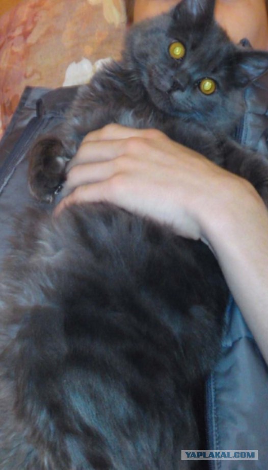 Котовторник 07.08.2012