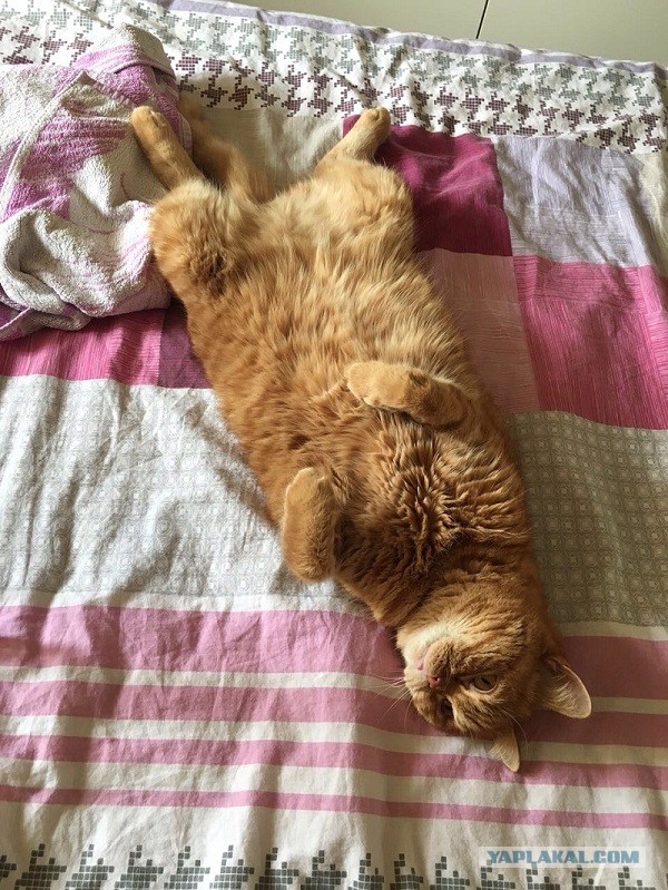 Кошиная жесть