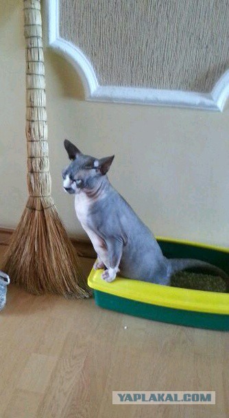 Правильный кот пользуется унитазом, а не лотком