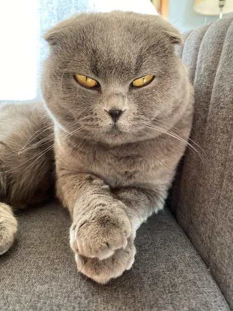 Забавные фото котеек