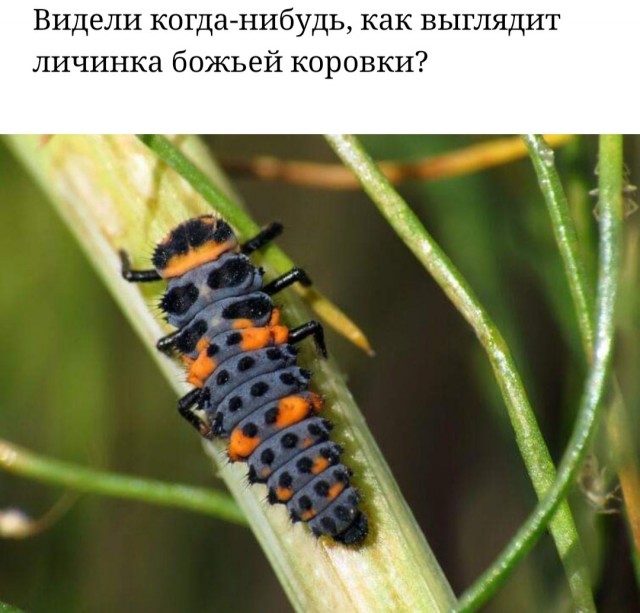 Бредзона 04.06.2020