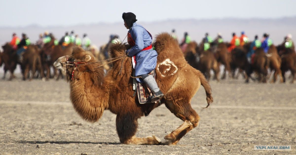 Жду ссылок на фото с монголами на коленях! - ЯПлакалъ