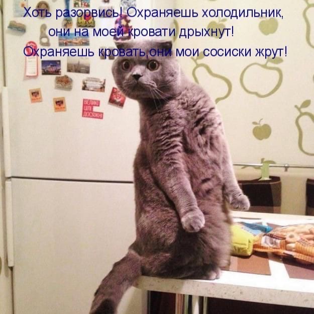 Подборка забавной живности