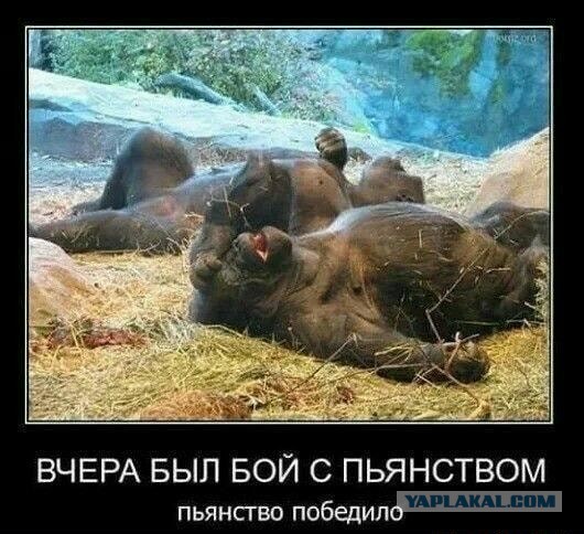 Эксперимент с отменой алкоголя.