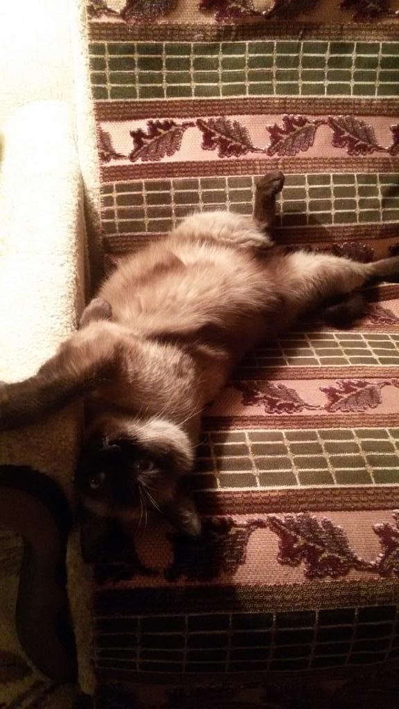 Моя новая коша.