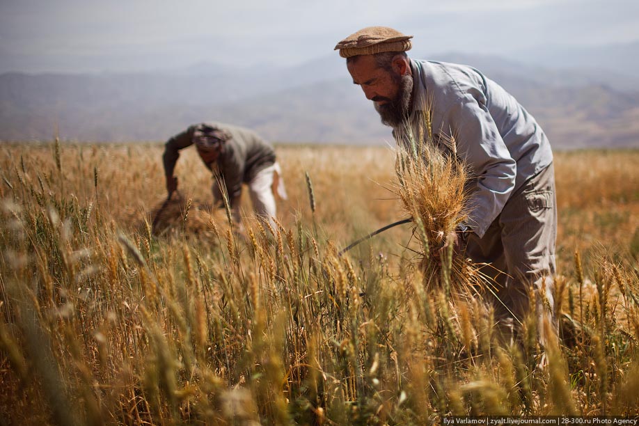 Глупому в поле. Люди трудятся в поле. Афганистан сельское хозяйство. Жнец в поле. Люди на сельском хлзяй.