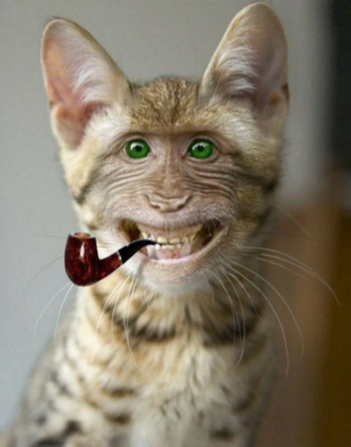 Коты, кругом одни коты ☺