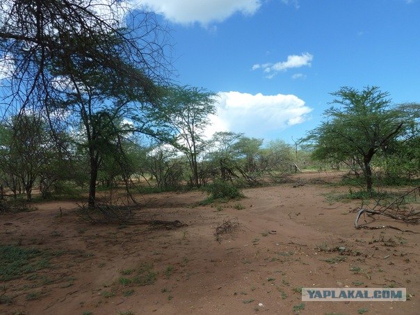 AFRICA - (Эфиопия,Кения,Танзация) 4-16 ноября 2011